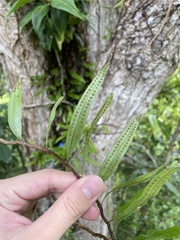 Microgramma lycopodioides