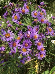 Symphyotrichum novae-angliae