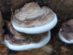 Ganoderma
