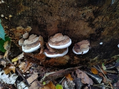 Ganoderma