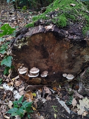 Ganoderma