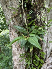 Anthurium scandens