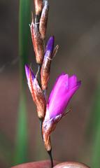 Dierama medium