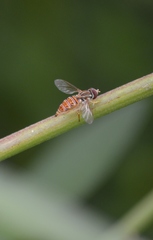 Toxomerus pulchellus