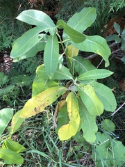 Asclepias syriaca