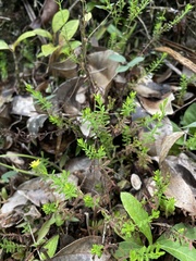 Hypericum diosmoides