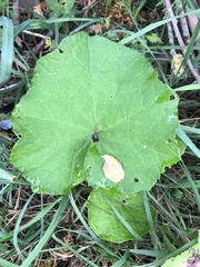 Tussilago farfara