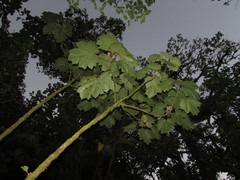 Neomirandea angularis