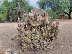 Opuntia