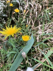 Sonchus arvensis