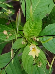 Impatiens parviflora
