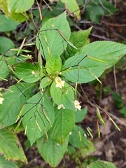 Impatiens parviflora