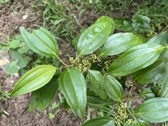 Miconia borinquensis