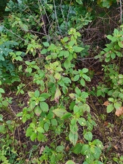 Impatiens parviflora