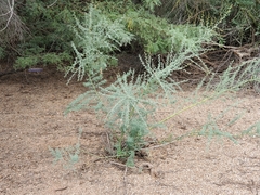 Parkinsonia