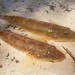 African Freshwater Goby - Photo no rights reserved, uploaded by Andrew Deacon