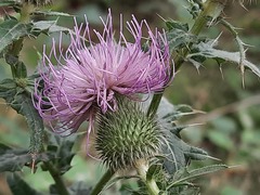 Cirsium ciliatum