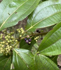 Miconia borinquensis