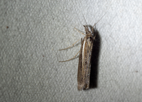 Thaumatopsis solutellus