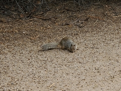 Otospermophilus variegatus