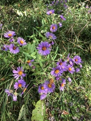 Symphyotrichum novae-angliae