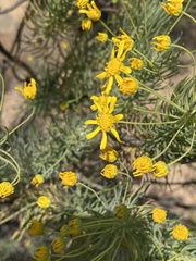 Euryops thunbergii