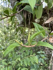 Anthurium scandens