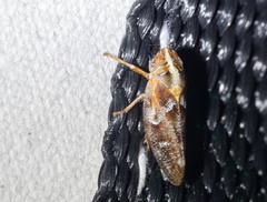 Aphrophora saratogensis