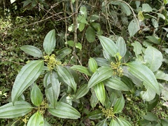 Miconia borinquensis