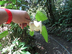 Monstera pittieri