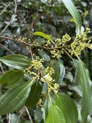 Miconia borinquensis