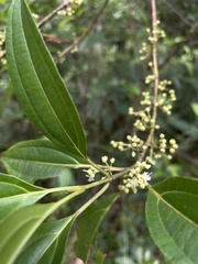 Miconia borinquensis