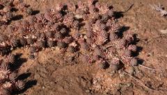 Psammotropha