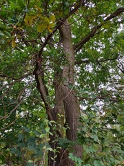 Quercus robur