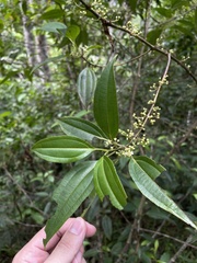Miconia borinquensis
