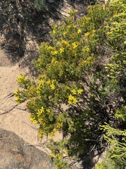 Oedera sedifolia