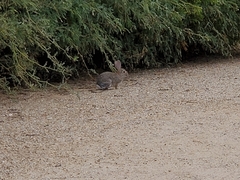 Sylvilagus audubonii
