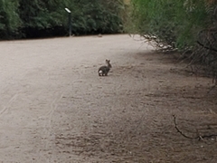 Sylvilagus audubonii