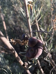 Rhopalomyia calvipomum