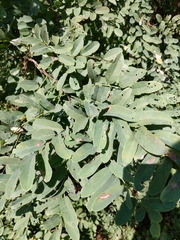 Robinia pseudoacacia