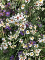 Symphyotrichum lanceolatum