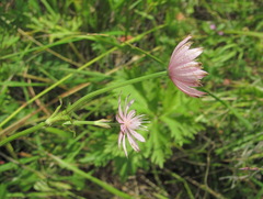 Astrantia trifida