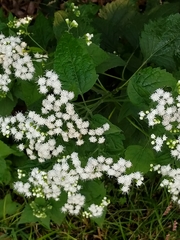 Ageratina altissima
