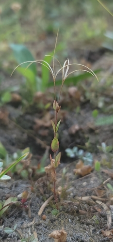 subalpine fireweed (Epilobium howellii)