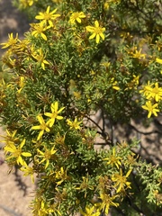 Oedera sedifolia