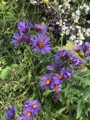 Symphyotrichum novae-angliae