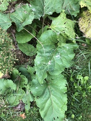 Arctium