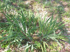 Iris arenaria