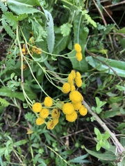Tanacetum vulgare