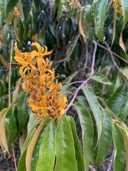 Vochysia pyramidalis